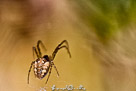 araignée_4236-Modifier