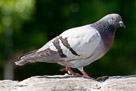 pigeon_3901