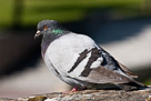 pigeon_3902